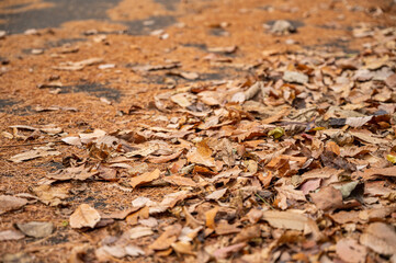 道路の端に溜まった落ち葉