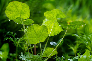 Obraz premium Droplets on a Growth