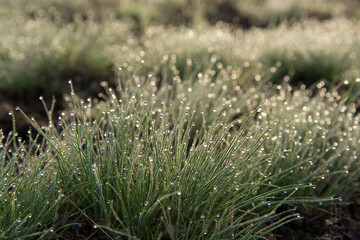 young green grass in dew drops