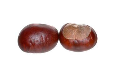 chestnut isolated on white background
