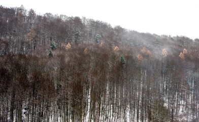 Trees in autumn colors with fog near Simmelsdorf, Franconian Switzerland, Bavaria, Germany