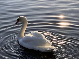 Obraz premium White swan swims on a pond. High quality photo