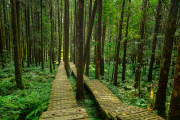 Forest, climber, safety, walking, boardwalk
