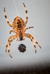 fine close up European garden cross spider in web with prey, Araneus diadematus
