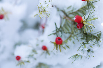 Red fruits on snowy branches