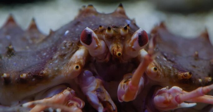 Paralithodes camtschaticus close-up wiggles its paws and moves. Fish tank.
