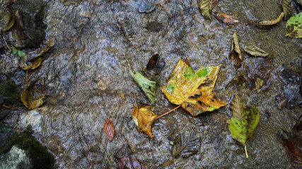 maple leaf underwater