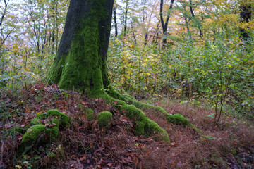 Fototapeta premium Moos am Baum
