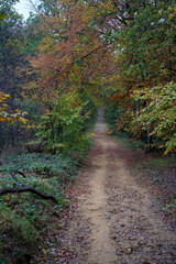 Obraz premium Waldweg