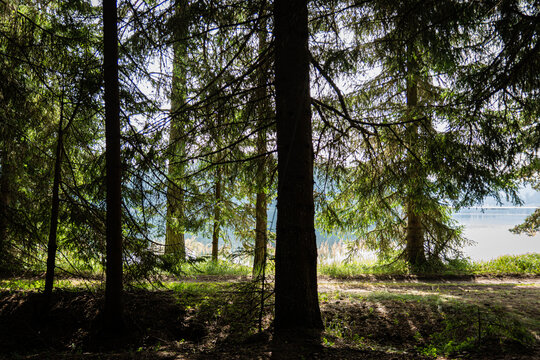 Morning forest in contrajur and lake in background.