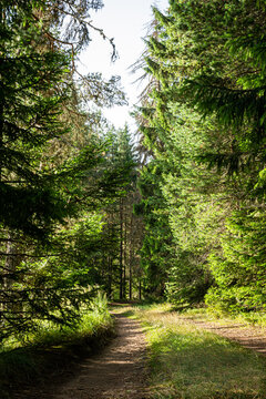 Footpath in the forest.