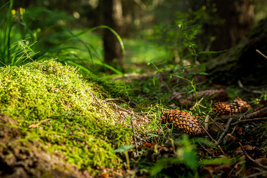 Close up of moss and cone in the forest.