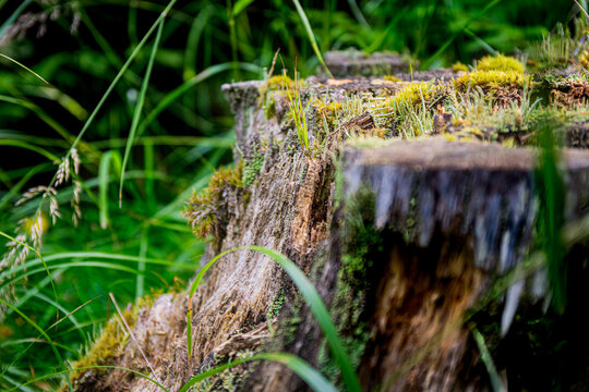 Old stump covered by moss and fresh grass.