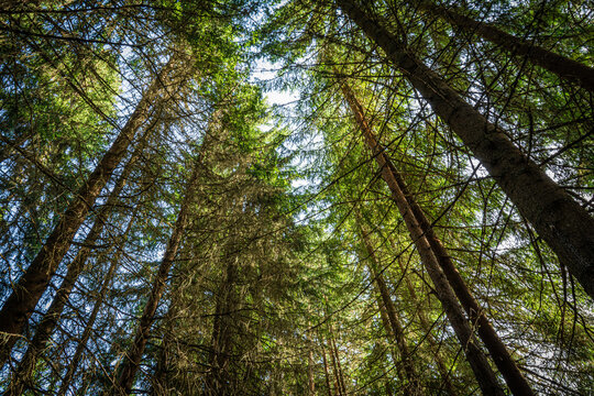 Tall trees in the evergreen forest.