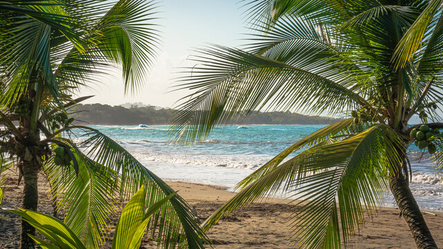 Palm trees on the beach.