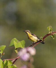 Purple Sunbird .purple sunbird is a small bird in the sunbird family found mainly in South and Southeast Asia but extending west into parts of the Arabian peninsula.