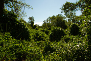 Enchanting panorama view of the green forest beautiful foliage, branches and leaves.