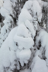 Winter forest full in snow and frosting