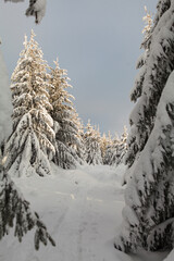 Winter forest full in snow and frosting