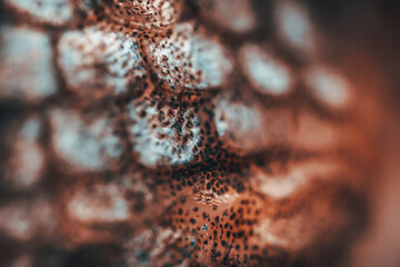 Macro View of Fish Scales Salmon Rainbow Trout. © Konrad