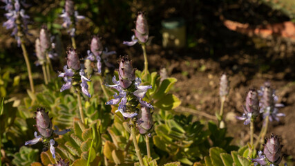 Floral. Closeup view of Plectranthus neochilus, also known as Lobster Bush, green leaves and purple flowers blooming in the garden. 