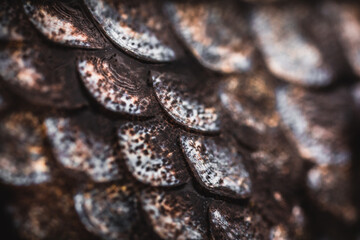 Macro View of Fish Scales Salmon Rainbow Trout.