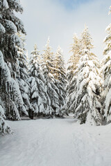 Winter forest full in snow and frosting