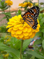Fototapeta premium butterfly on flower