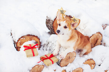 `Cute corgi dog sitting on logs in a snowy forest. Gift boxes, red ribbon. Christmas and New Year concept.