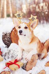 `Cute corgi dog sitting on logs in a snowy forest. Gift boxes, red ribbon. Christmas and New Year concept.