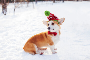 Cute corgi dog in a funny Christmas hat. Snowy forest background.