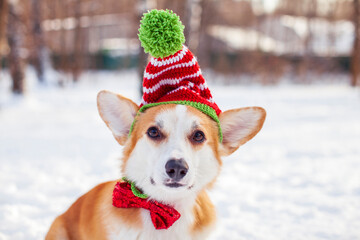 Cute corgi dog in a funny Christmas hat. Snowy forest background.
