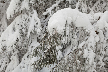 Winter forest full in snow and frosting
