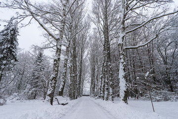 Snow-covered tree crowns in the Winter Botanical Garden, Minsk