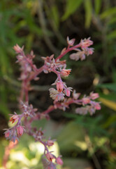 Succulent flowers. Closeup view of Echeveria gibbiflora red flowers and floral peduncle, blooming in the garden. 