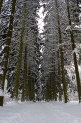Snow-covered tree crowns in the Winter Botanical Garden, Minsk