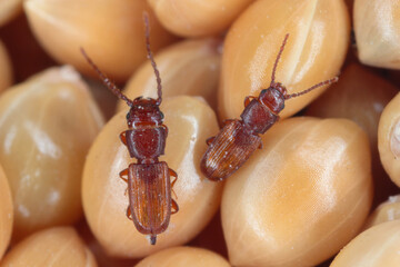 Rusty grain beetle Cryptolestes ferrugineus from the family Laemophloeidae (lined flat bark beetles), known as economically important pests of stored products. Male and Female on millet seeds. - obrazy, fototapety, plakaty