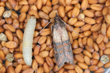 Indian mealmoth Plodia interpunctella of a pyraloid moth of the family Pyralidae is common pest of stored products and pest of food in homes. Moth and caterpillar on seeds. - obrazy, fototapety, plakaty