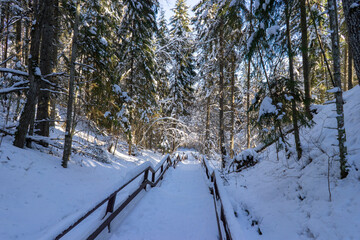 Winter forest in Belarus, ecological trail Blue Lakes