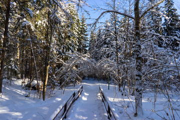 Winter forest in Belarus, ecological trail Blue Lakes