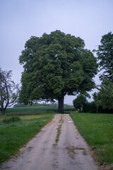 Weg zum Baum