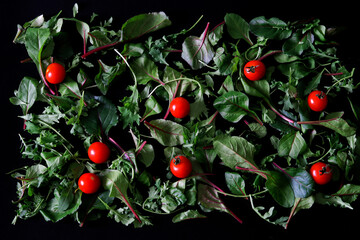 Salad with young leaves of arugula, chard, mizuna and red cherry tomatoes on a black background. An...