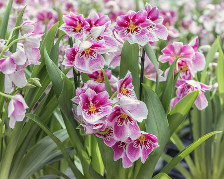 Orchidee Miltonia, Miltoniopsis is the pansy orchid with huge showy flowers referred to as the pansy orchids