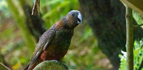 kaka