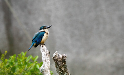 kingfisher