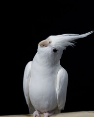 Albino White Cockatiel bird standing on a branch in front of a black background