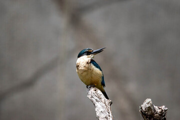kingfisher