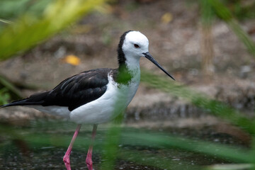 bird