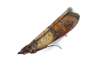 Indian mealmoth, Plodia interpunctella - pyraloid moth of the family Pyralidae is common pest of stored products and pest of food in homes. Typical position on the wall. Isolated on white background.