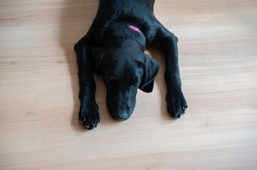 Cute black labrador puppy lying on a floor